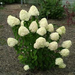 Hortensia  panicules 'Limelight'